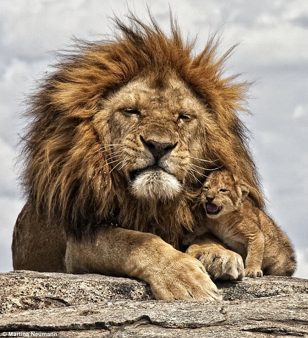 poem 4/18/10 – mother lion | novaheart&#39;s blog